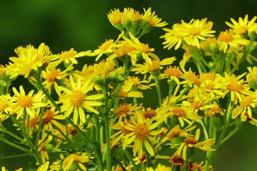 Foto zeigt Jakobskreuzkraut