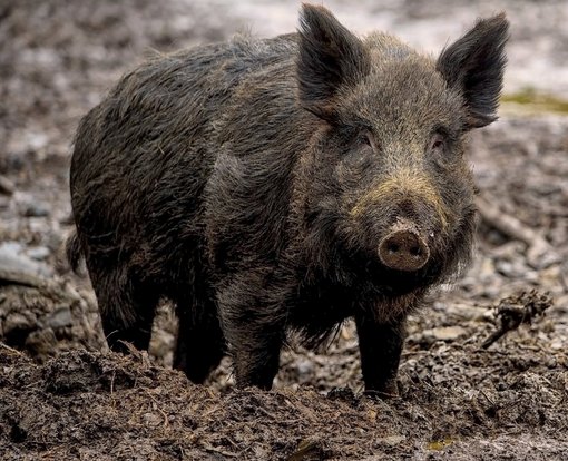 Wildschwein image-4979