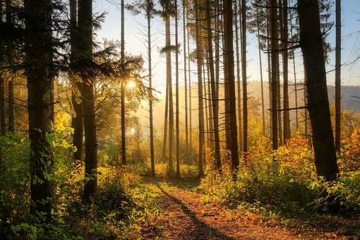 Bild zeigt herbstlichen Wald