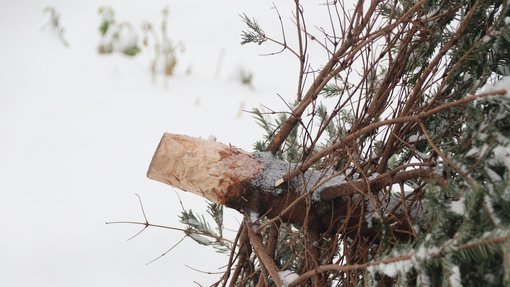 unterer Teil eines gefällten Tannenbaums